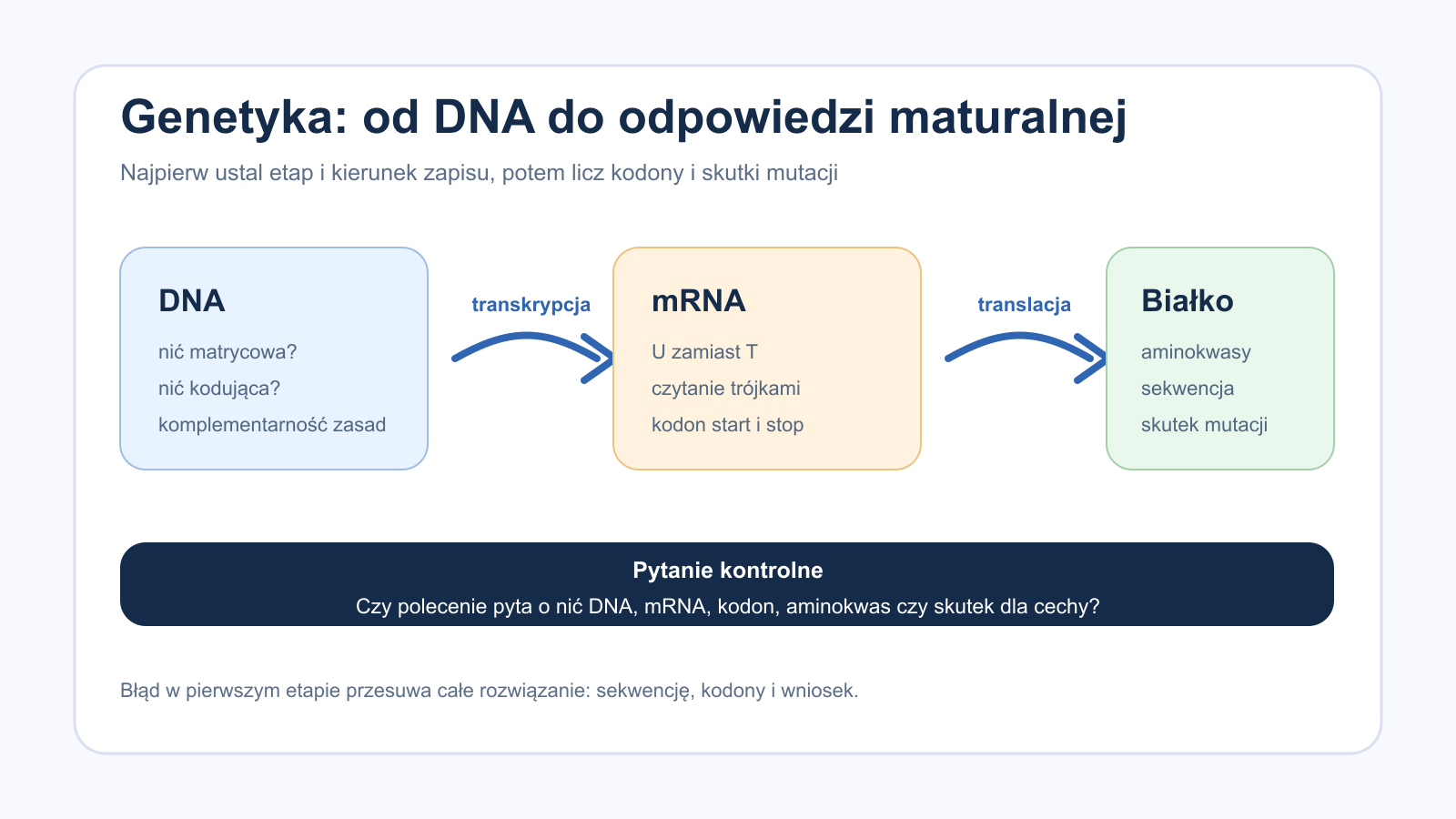 Schemat przepływu informacji genetycznej od DNA przez mRNA do białka na maturze z biologii